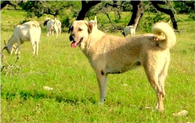 Lucky Hit Tawny Autumn guarding goats in the big pasture