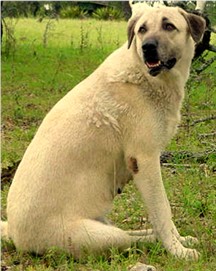 Autumn at Lucky Hit Ranch - Superior Working Ability - A Very Tuff and Protective Female