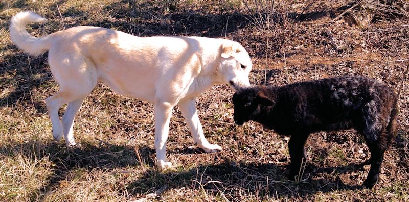 CHAMPION SHADEWOOD'S BAILEY on March 4, 2013 with one of her lambs