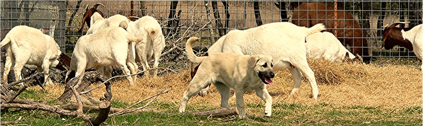 Champion Inanna Bethany Bay of Lucky Hit learns about goats as a pup