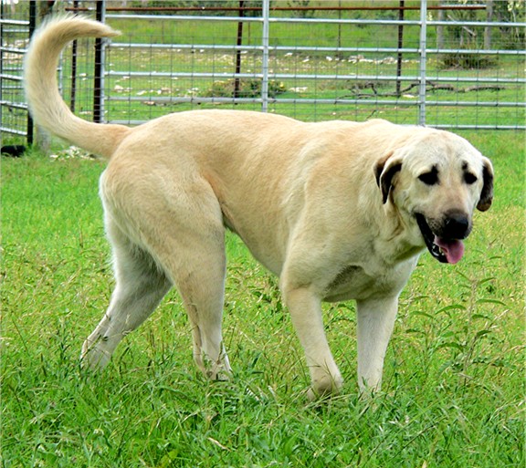 Bethany - Handsome x Grace Oct 30, 2004, litter