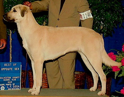 CHAMPION INANNA BETHANY BAY OF LUCKY HIT at 1 year - Handsome x Grace Nov 4, 2004, litter