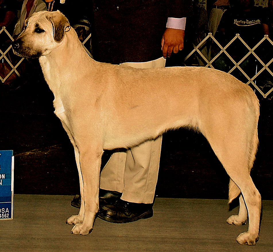 CHAMPION INANNA BETHANY BAY OF LUCKY HIT at 1 1/2 years - Handsome x Grace Nov 4, 2004, litter