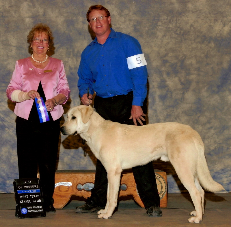 (BEAR EARNING HIS 2nd AKC MAJOR WHEN 11 MONTHS OWNER HANDLED!!!)
