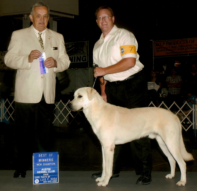 (BEAR EARNING HIS AKC CHAMPIONSHIP AT 14 MONTHS!!!)