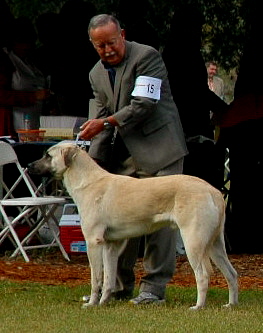 LUCKY HIT Bethany KEYIF taking 1st place in the 12-15 month Puppy Sweeps at the 2010 National Specialty