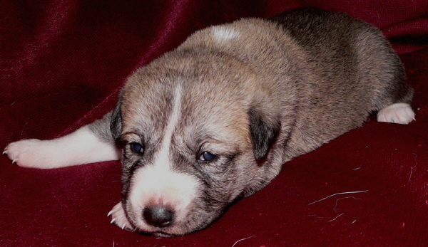  KAMIL, the 6th Born in CASE/BETHANY litter 11/5/2009!!!)