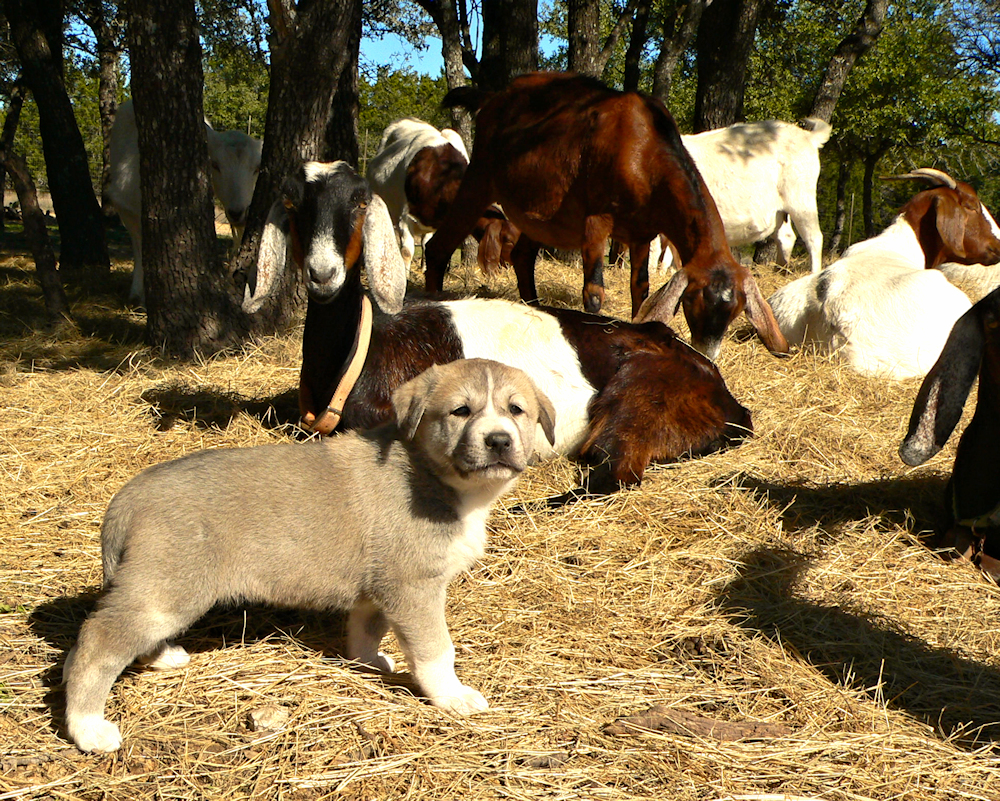 Kamil at 5 weeks, three days. Kamil had been with goats for two weeks already! 