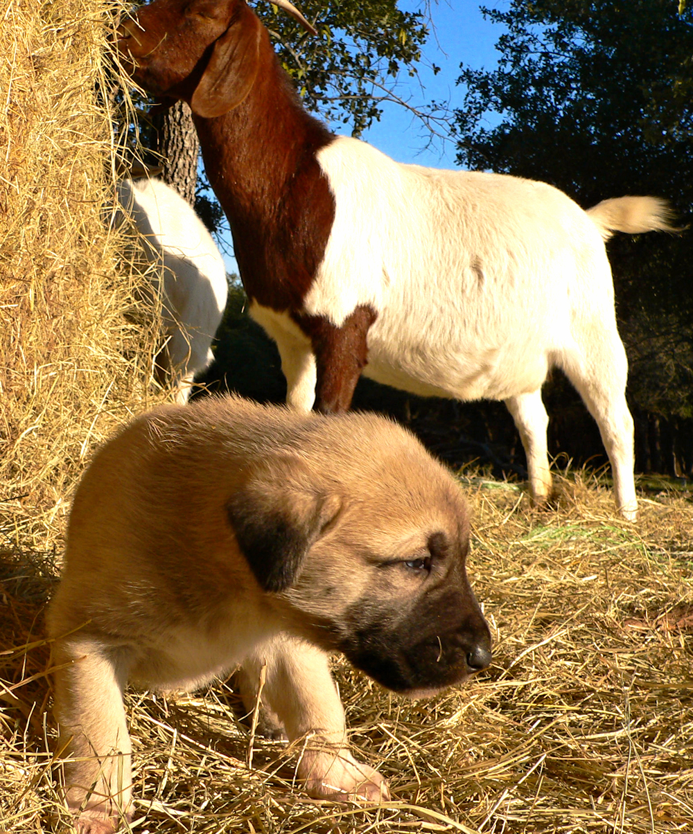 Yamin at 4 weeks calmly walking around with his training goats