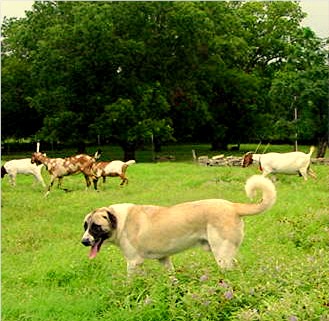 Beau wander around the ranch with his goats