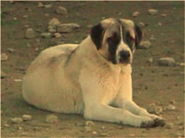 Lucky Hit's Shadow Beau (Beau) at Lucky Hit Ranch - Incredible Size and Outstanding Confirmation - Calm and Steady Working Temperament