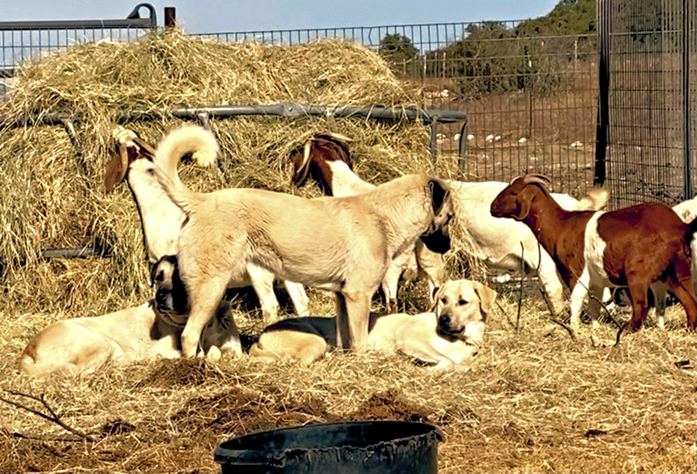  LUCKY HIT Beton SEVAN (SEVAN) (PWA) with her goats January 17, 2021