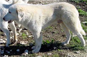 Blue - a white looking Anatolian