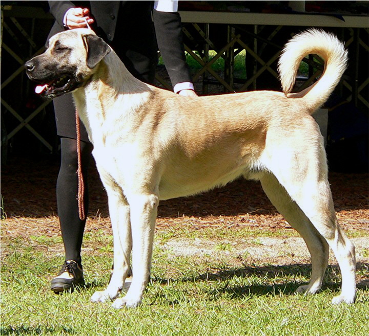 BOUDREAU (12 months) at the 2005 National Specialty - Handsome x Grace Nov 4, 2004, litter