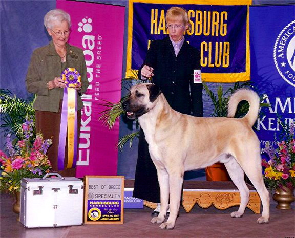 April 14, 2007 - BEST OF BREED - BOUDREAU at Harrisberg Regional Speciality