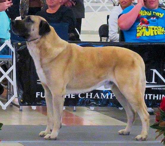 GRAND CHAMPION Inanna Bay Boudreau of Lucky Hit