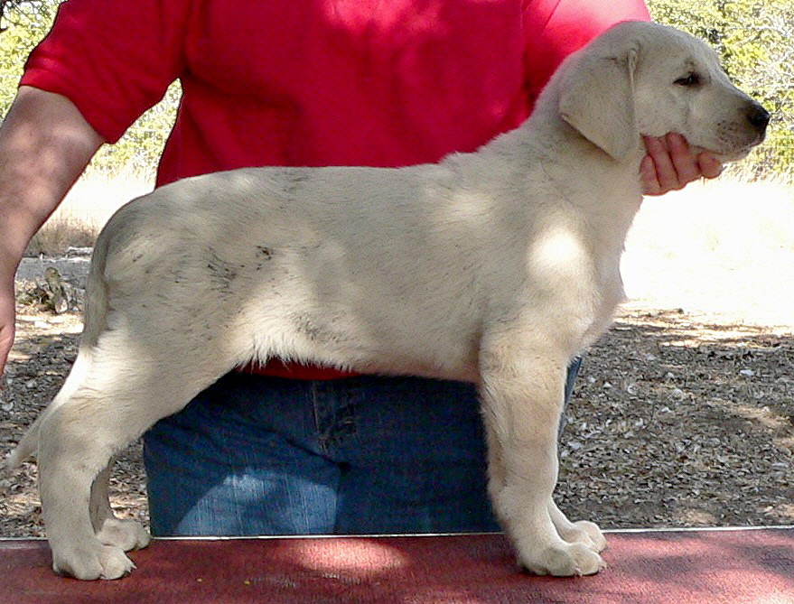 Puppy 4 from November 5,2010 litter at 8 weeks