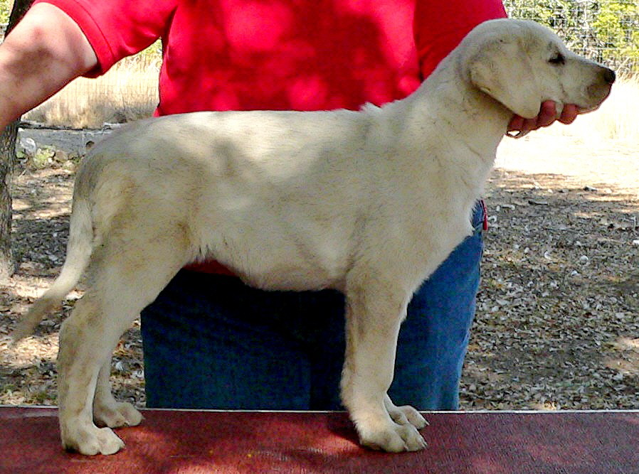 Puppy 5 from November 5,2010 litter at 8 weeks