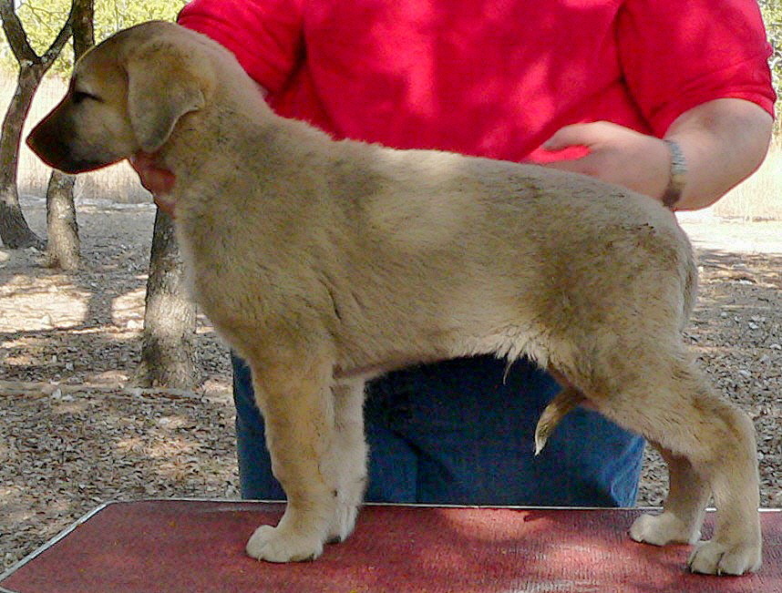 Puppy 6 from November 5,2010 litter at 8 weeks