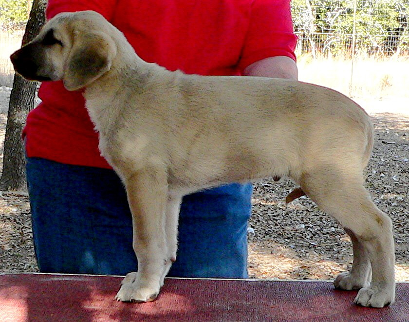 Puppy 7 from November 5,2010 litter at 8 weeks