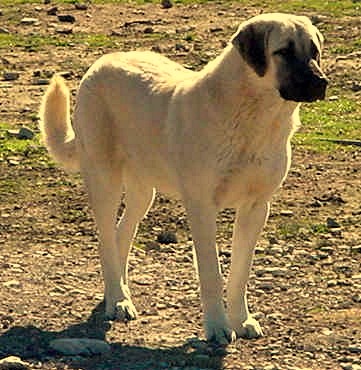 Seven month old Lucky Hit's Shadow Kasif (Case) on December 26, 2001 -  Case was an exceptionally beautiful Anatolian.