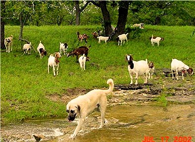 Lucky Hit's Shadow Kasif (Case) on July 17, 2002 -  Case leading his goats across the creek and back to the barn