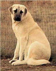 Eight month old Lucky Hit's Shadow Kasif (Case) on January 6, 2002 -  Case shown two days before turning eight months