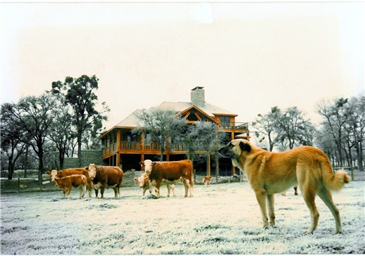 Case and Simmental Cattle at Conard Farms in Elgin, Texas