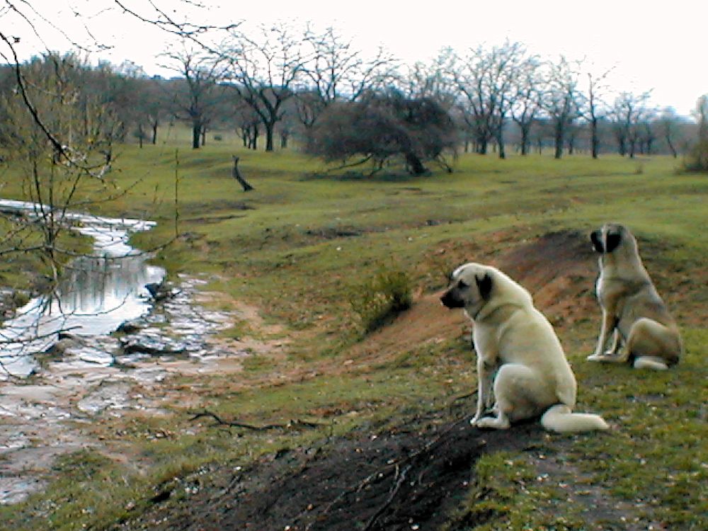 Case and his sister, Sahara, watching over Lucky Hit Ranch March 26, 2005