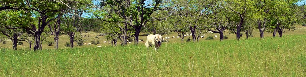 Lucky Hit Shadow Kasif (CASE) at 13 years still guarding the big pasture