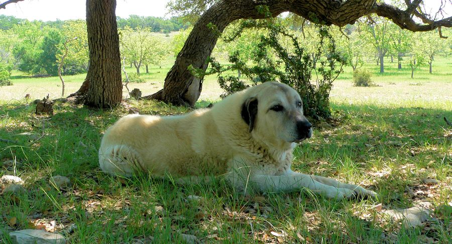 Twelve year old Lucky Hit's Shadow Kasif (Case) - Still Guarding Full Time in the Big Pasture at Lucky Hit Ranch