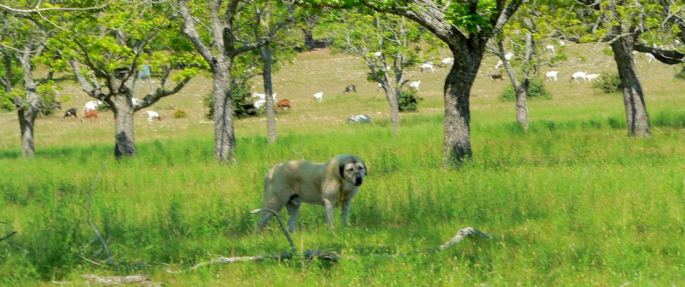 Twelve year old Lucky Hit's Shadow Kasif (Case) - Still Guarding Full Time in the Big Pasture at Lucky Hit Ranch