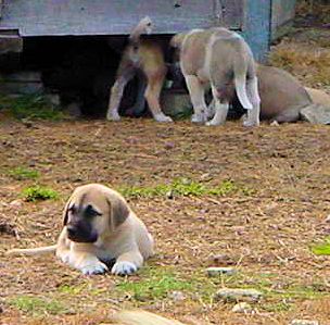 Six week old Lucky Hit's Shadow Kasif (Case) -  Case relaxes after the goats are satisfied and move on