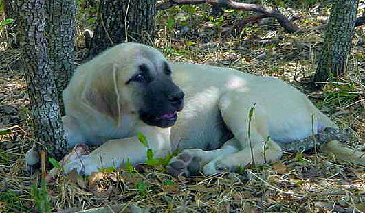 Two month old Lucky Hit's Shadow Kasif (Case) on July 15, 2001 -  Case in the shade with a bone.