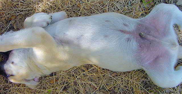 Two month old Lucky Hit's Shadow Kasif (Case) on July 19, 2001 -  Don't you just want to rub Case's fat belly?
