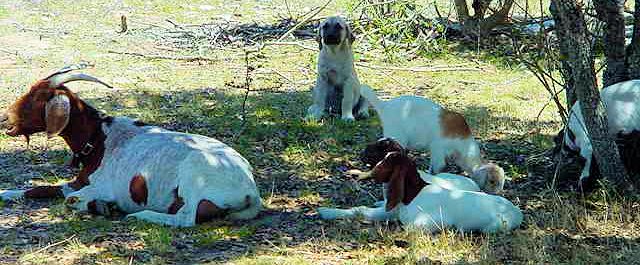 Case watching kids without needing to play and/or chase