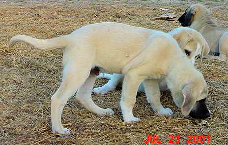 Two month old Lucky Hit's Shadow Kasif (Case) on July 23, 2001 -  Case playing keep away with his friend, Sam.