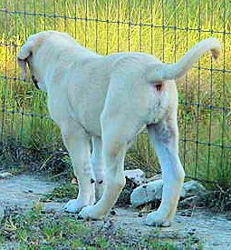 Two month old Lucky Hit's Shadow Kasif (Case) on July 23, 2001 -  Case showing off his excellent rear end.