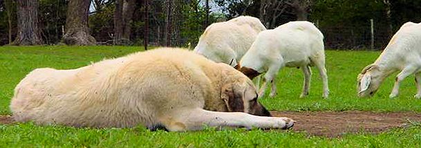 Eleven month old Lucky Hit's Shadow Kasif (Case) on April 7, 2002 -  Case at eleven months guarding the big pasture