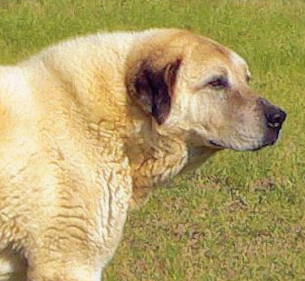 Thirteen year old Lucky Hit's Shadow Kasif (Case) - When Still Guarding Full Time in the Big Pasture at Lucky Hit Ranch