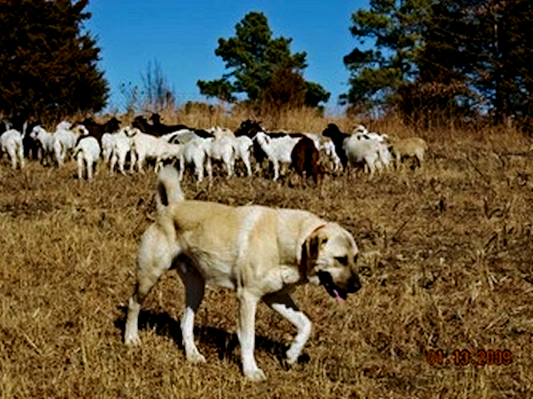 Diamond Acres BUCK (BUCK) with his goats on January 13, 2009
