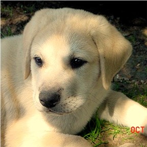 Lucky Hit's Shadow Duvar as a five week old pup