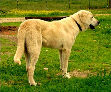 Lucky Hit's Shadow Duvar at eight months