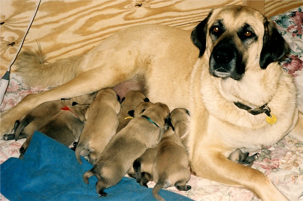 Fiona with 2005 litter