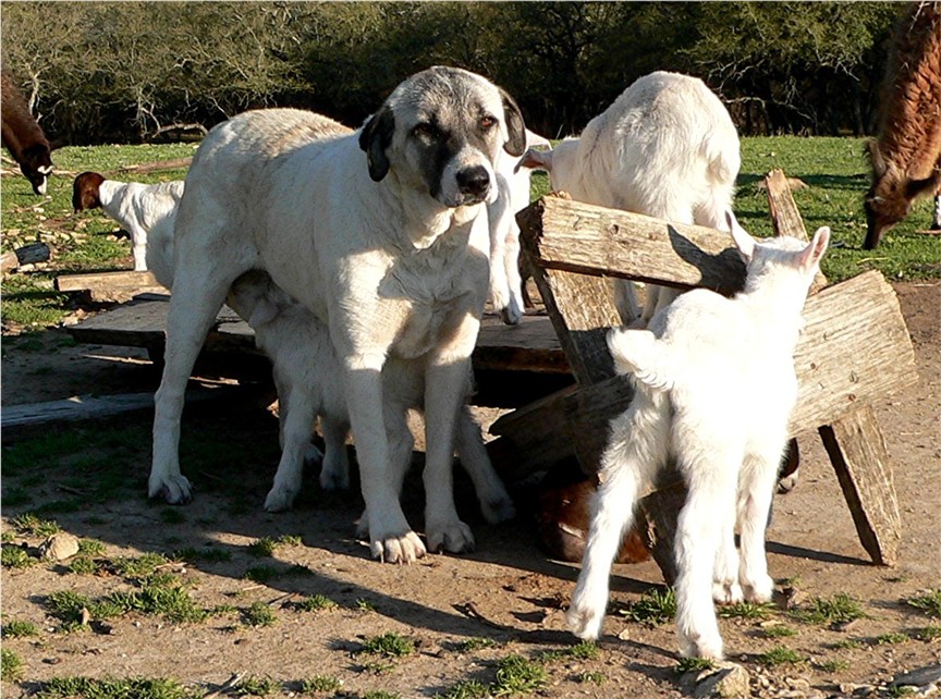 Guzel carefully standing still for kid, who wants to nurse.