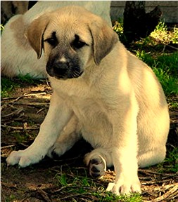 Lucky Hit's Moon Shadow (Jordan) when about six weeks old