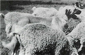 Pinarbasi's King - Ranch Working Guardian With Angora