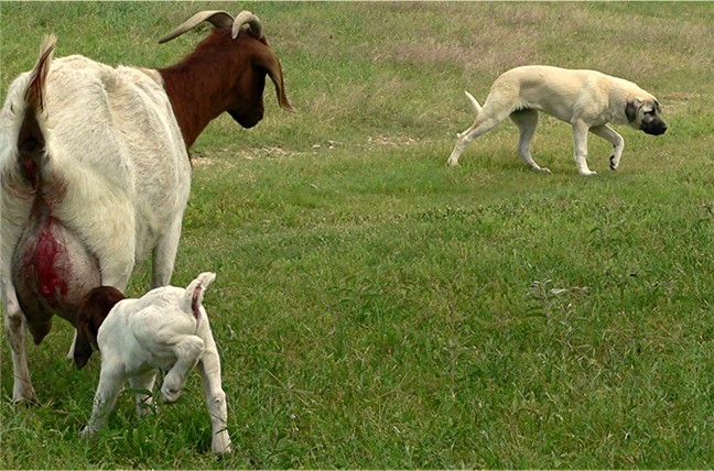 Ashley Manor DivaKiz LUCKY HIT (KIZZIE) at Lucky Hit Ranch when four and a half months old with goats