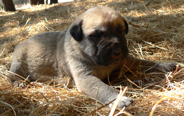   Puppy 10, Male, on 3/1/2011 Grey Fawn/Black Mask Nazik/Kizzie 2/13/2011 litter !!!)