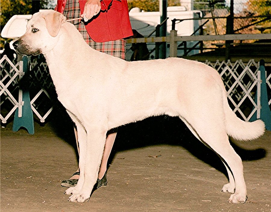    Rondo, BOS over two CHAMPION SPECIALS from 6-9 Puppy Class !!!)